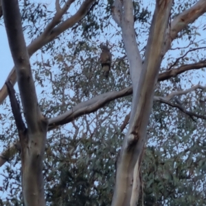 Callocephalon fimbriatum at QPRC LGA - 17 Nov 2023