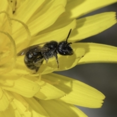 Lasioglossum (Chilalictus) lanarium (Halictid bee) at Dunlop Grassland (DGE) - 17 Nov 2023 by kasiaaus
