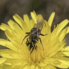 Lasioglossum (Chilalictus) lanarium at Fraser, ACT - 17 Nov 2023