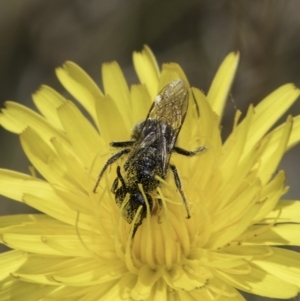 Lasioglossum (Chilalictus) lanarium at Fraser, ACT - 17 Nov 2023