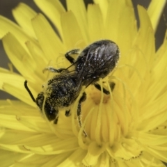 Lasioglossum (Chilalictus) lanarium at Fraser, ACT - 17 Nov 2023