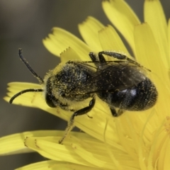 Lasioglossum (Chilalictus) lanarium at Fraser, ACT - 17 Nov 2023