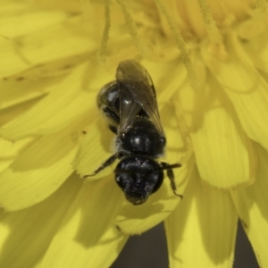 Lasioglossum (Chilalictus) lanarium at Fraser, ACT - 17 Nov 2023