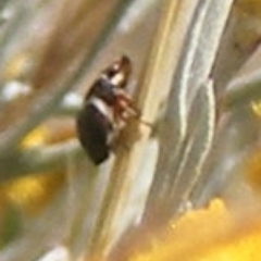 Chrysomelidae sp. (family) (Unidentified Leaf Beetle) at Mugga Mugga Grassland (MMW) - 17 Nov 2023 by MichaelMulvaney