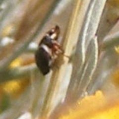 Chrysomelidae sp. (family) (Unidentified Leaf Beetle) at Symonston, ACT - 17 Nov 2023 by MichaelMulvaney