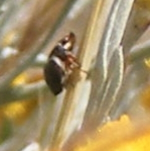 Chrysomelidae sp. (family) at Mugga Mugga Grassland (MMW) - 17 Nov 2023