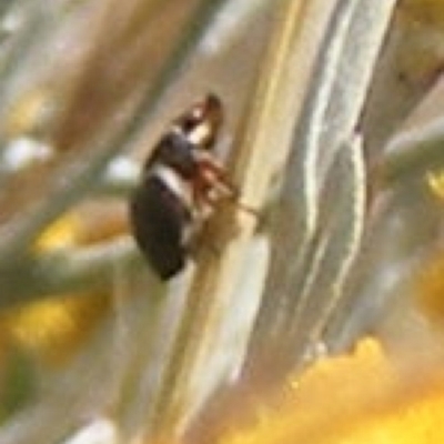 Chrysomelidae sp. (family) (Unidentified Leaf Beetle) at Symonston, ACT - 17 Nov 2023 by MichaelMulvaney