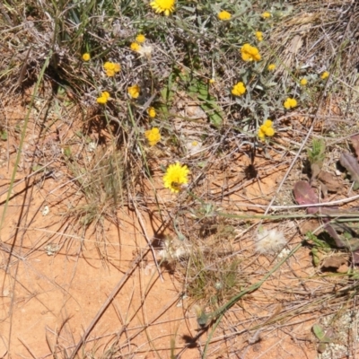 Apis mellifera (European honey bee) at Mugga Mugga Grassland (MMW) - 17 Nov 2023 by MichaelMulvaney