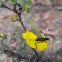 Eleale simplex (Clerid beetle) at Bungendore, NSW - 17 Nov 2023 by clarehoneydove