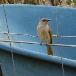 Lichmera indistincta at Burringbar, NSW - 11 Nov 2023