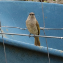 Lichmera indistincta at Burringbar, NSW - 11 Nov 2023