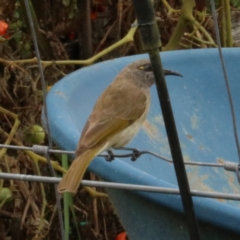 Lichmera indistincta at Burringbar, NSW - 11 Nov 2023