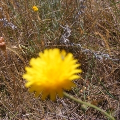 Dasytinae (subfamily) (Soft-winged flower beetle) at Mugga Mugga Grassland (MMW) - 17 Nov 2023 by MichaelMulvaney