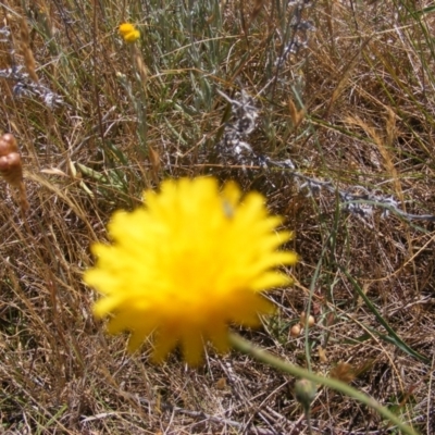 Dasytinae (subfamily) (Soft-winged flower beetle) at Mugga Mugga Grassland (MMW) - 17 Nov 2023 by MichaelMulvaney