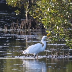 Ardea alba at West Ballina, NSW - 2 Nov 2023