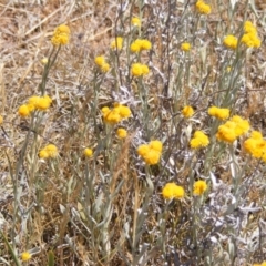 Diptera (order) at Undefined Area - 17 Nov 2023 12:21 PM