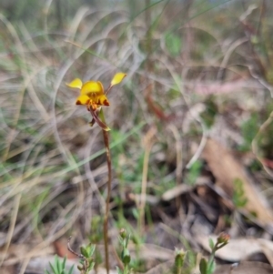 Diuris semilunulata at QPRC LGA - suppressed