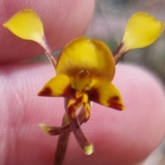 Diuris semilunulata at QPRC LGA - 17 Nov 2023