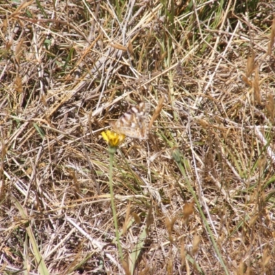 Vanessa kershawi (Australian Painted Lady) at Mugga Mugga Grassland (MMW) - 17 Nov 2023 by MichaelMulvaney