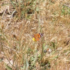 Vanessa kershawi at Mugga Mugga Grassland (MMW) - 17 Nov 2023