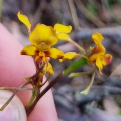 Diuris semilunulata (Late Leopard Orchid) at QPRC LGA - 16 Nov 2023 by clarehoneydove