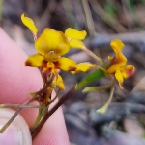 Diuris semilunulata at QPRC LGA - 17 Nov 2023