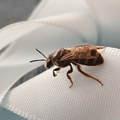 Lasioglossum (Chilalictus) sp. (genus & subgenus) (Halictid bee) at Yass River, NSW - 15 Nov 2023 by SenexRugosus