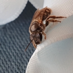 Lasioglossum (Chilalictus) sp. (genus & subgenus) at Rugosa - 16 Nov 2023 08:47 AM