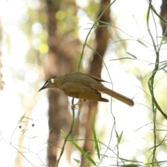 Meliphaga lewinii (Lewin's Honeyeater) at Coopernook, NSW - 12 Nov 2023 by Rixon