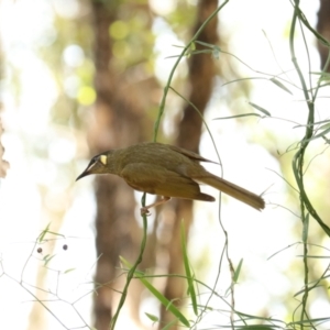 Meliphaga lewinii at Coopernook, NSW - 12 Nov 2023 11:28 AM