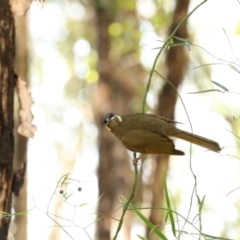 Meliphaga lewinii at Coopernook, NSW - 12 Nov 2023 11:28 AM