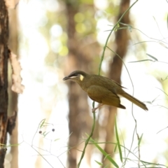 Meliphaga lewinii at Coopernook, NSW - 12 Nov 2023 11:28 AM