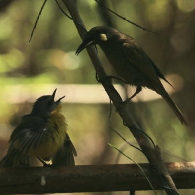 Eopsaltria australis (Eastern Yellow Robin) at Coopernook, NSW - 12 Nov 2023 by Rixon