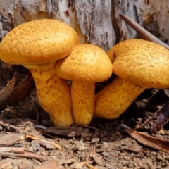 Gymnopilus junonius (Gymnopilus junonius) at Bungendore, NSW - 16 Nov 2023 by clarehoneydove