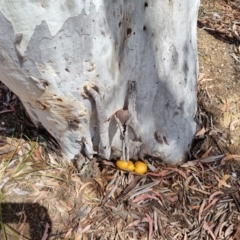 Gymnopilus junonius at QPRC LGA - 17 Nov 2023