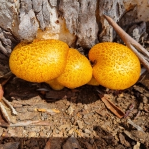 Gymnopilus junonius at QPRC LGA - 17 Nov 2023