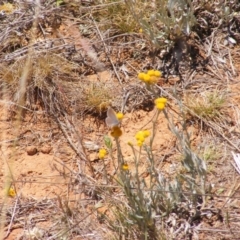 Zizina otis (Common Grass-Blue) at Mugga Mugga Grassland (MMW) - 17 Nov 2023 by MichaelMulvaney