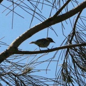 Caligavis chrysops at Coopernook, NSW - 12 Nov 2023 11:40 AM