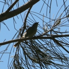 Caligavis chrysops at Coopernook, NSW - 12 Nov 2023 11:40 AM