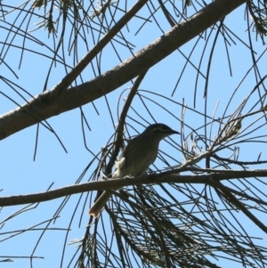 Caligavis chrysops at Coopernook, NSW - 12 Nov 2023 11:40 AM