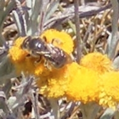 Lasioglossum (Chilalictus) sp. (genus & subgenus) (Halictid bee) at Symonston, ACT - 17 Nov 2023 by MichaelMulvaney