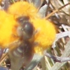 Lasioglossum (Chilalictus) sp. (genus & subgenus) at Mugga Mugga Grassland (MMW) - 17 Nov 2023 12:49 PM