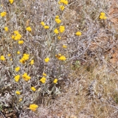 Lasioglossum (Chilalictus) sp. (genus & subgenus) at Mugga Mugga Grassland (MMW) - 17 Nov 2023 12:49 PM