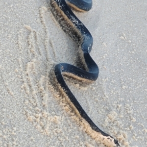 Hydrophis platurus at Eden, NSW - 17 Nov 2023