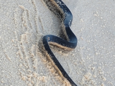 Hydrophis platurus (Yellow-bellied Sea Snake) at Eden, NSW - 17 Nov 2023 by Allan