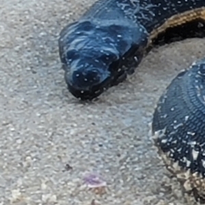 Hydrophis platurus at Eden, NSW - 17 Nov 2023