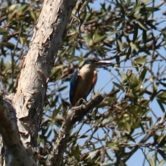 Todiramphus sanctus (Sacred Kingfisher) at Coopernook, NSW - 12 Nov 2023 by Rixon