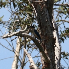 Todiramphus sanctus at Coopernook, NSW - 12 Nov 2023