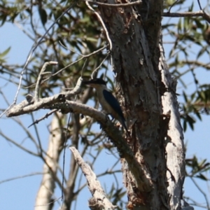 Todiramphus sanctus at Coopernook, NSW - 12 Nov 2023 11:35 AM