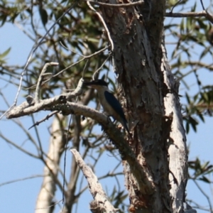 Todiramphus sanctus at Coopernook, NSW - 12 Nov 2023